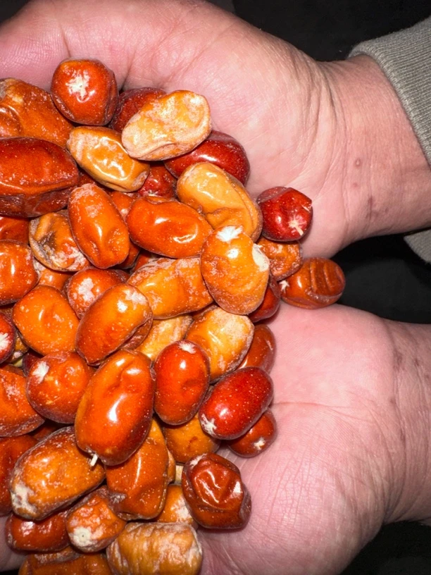 新疆原味沙枣干净零食滋补泡茶煲汤产地发货