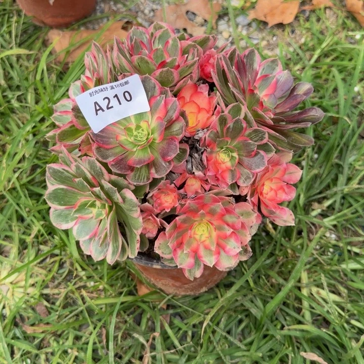 210玉芙蓉。多肉植物