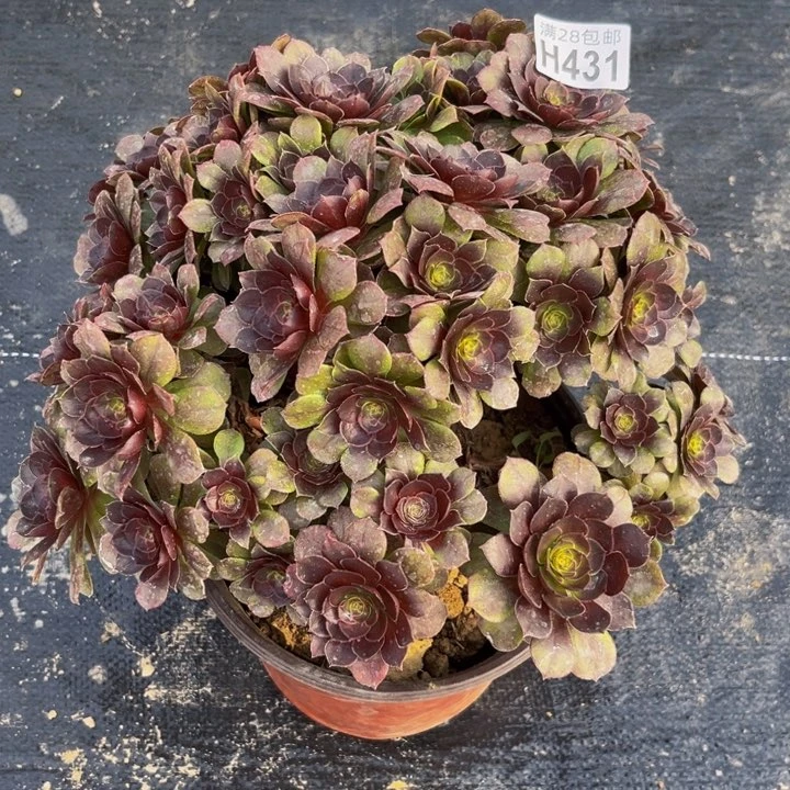 431多肉植物一物一拍