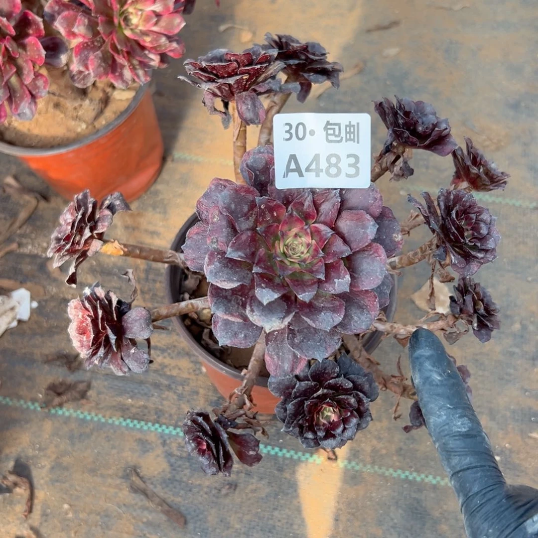 483美姬多肉法师不包侧枝