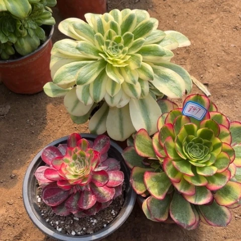 847多肉植物组合