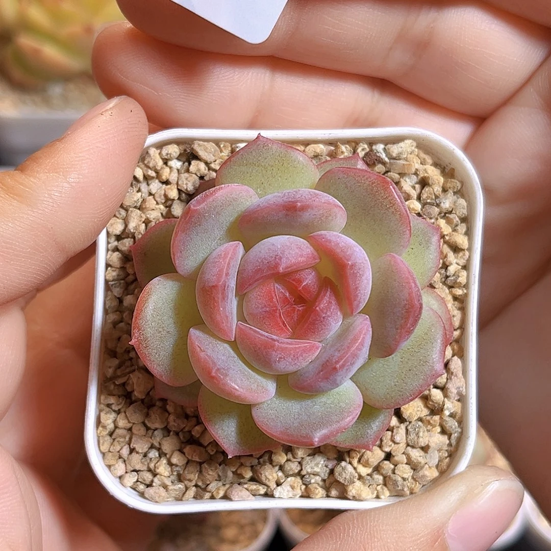 刘***音340一物一拍 王炸