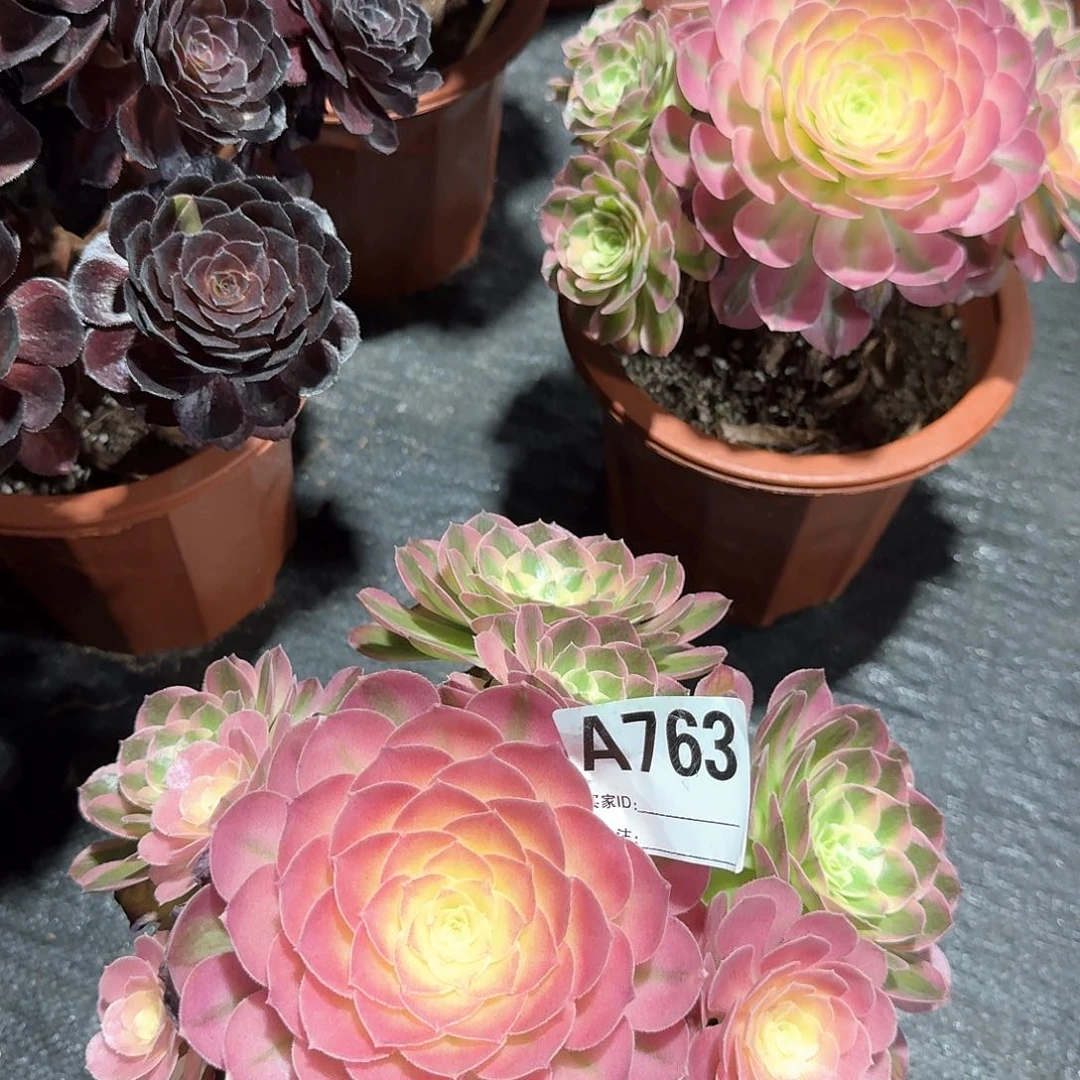 往***伤海仙多肉法师aaa763