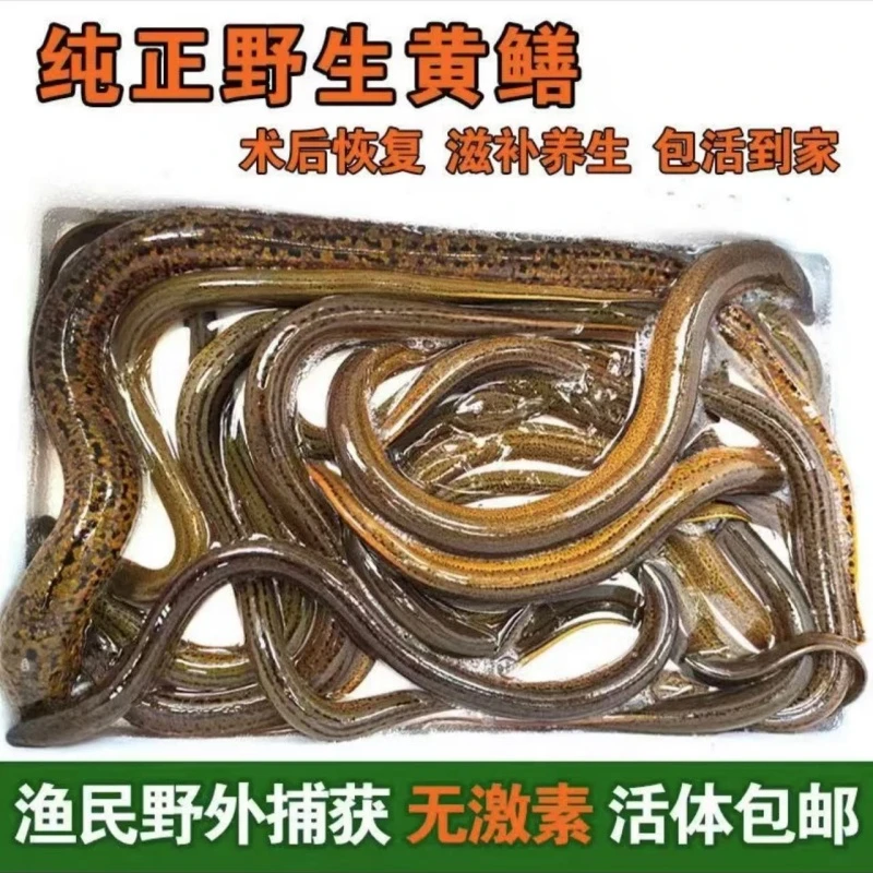 顺丰鲜活发货苏北纯正野生大黄鳝河道稻田土鳝鱼户外现捕营养美味