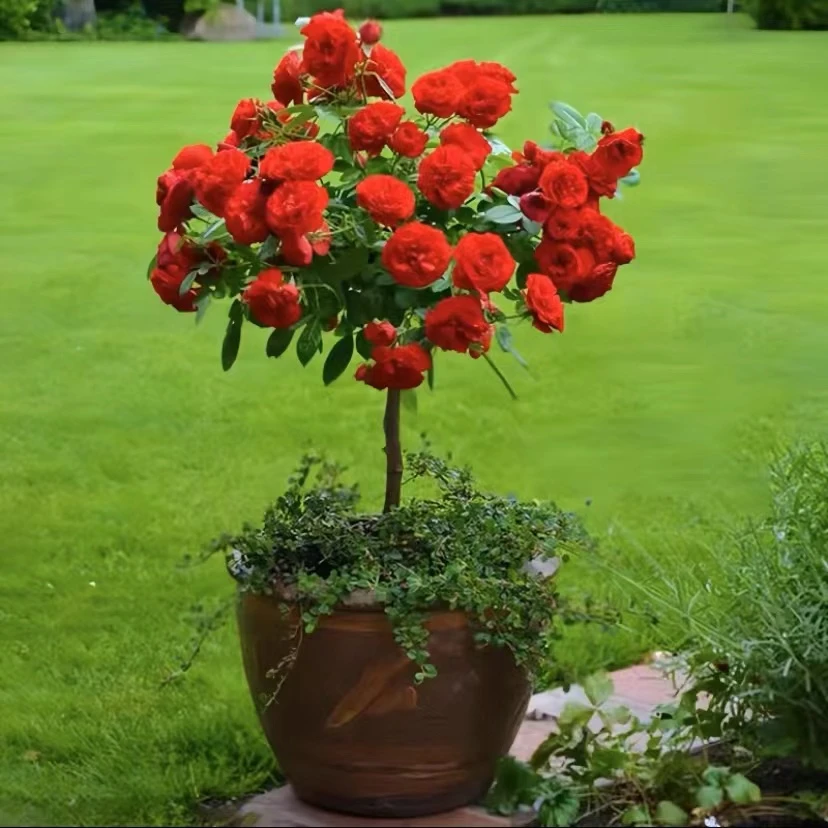 【棒棒糖月季】精品树桩月季花苗大花浓香地栽盆栽