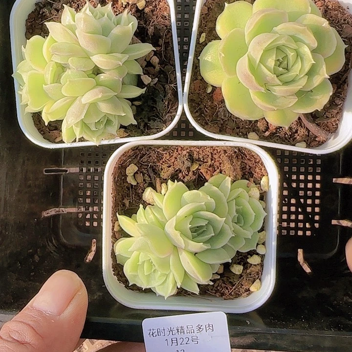 花时光精品多肉13