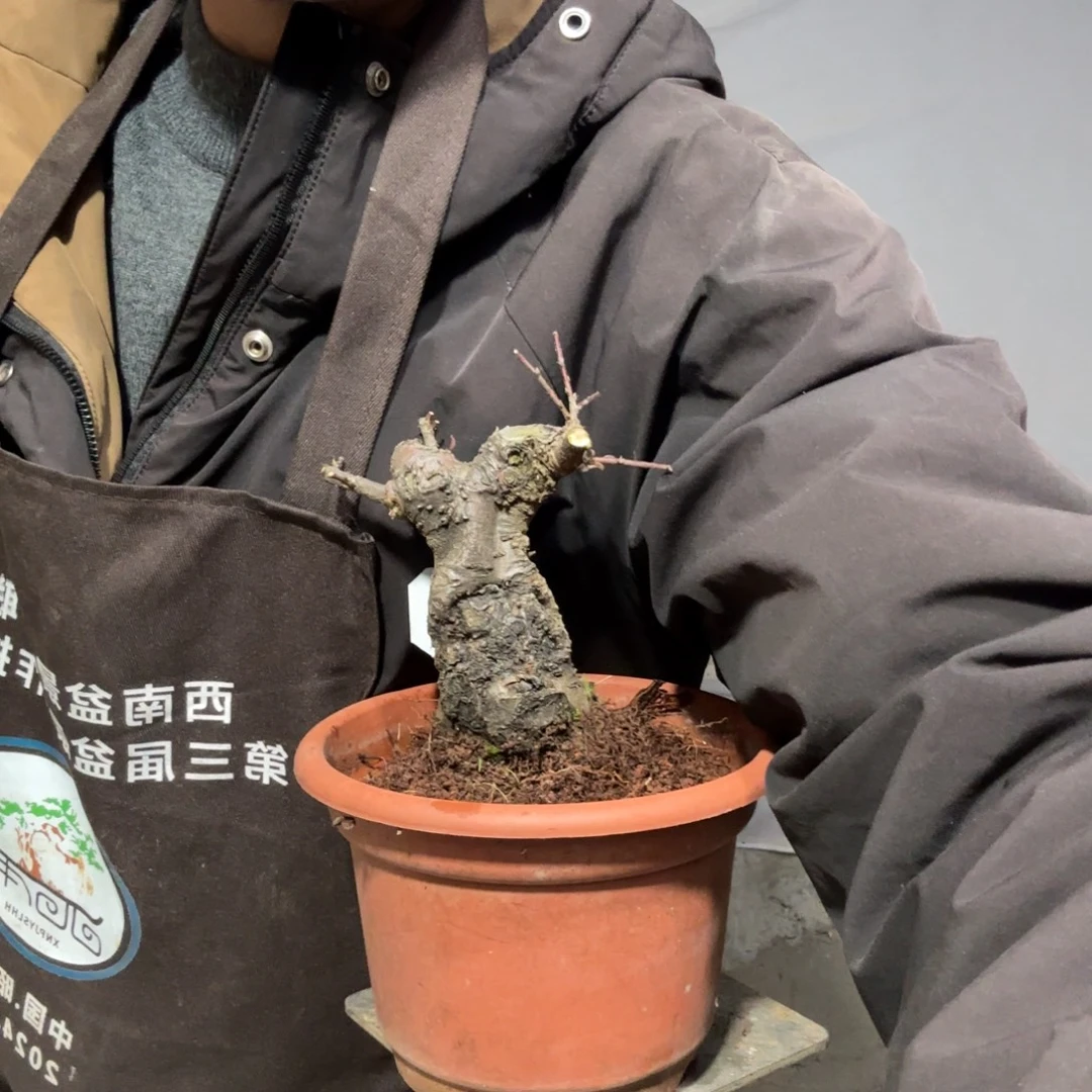 缘***T云南昭通红花平枝栒子红花