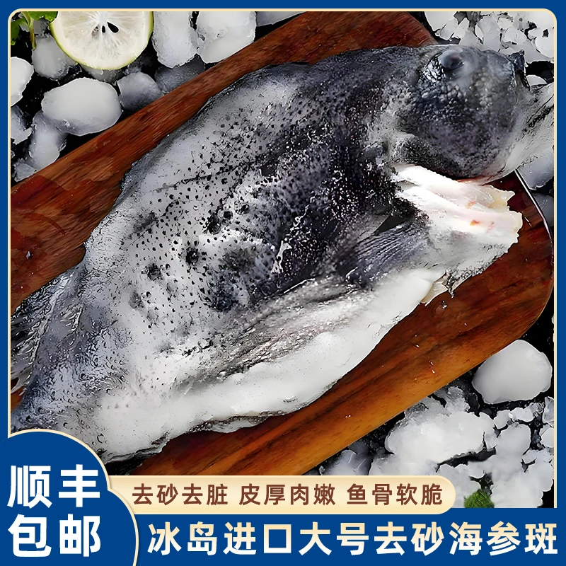 甄选北极深海冰岛海参斑石斑鱼去砂去内脏免处理新鲜营养冷冻顺丰