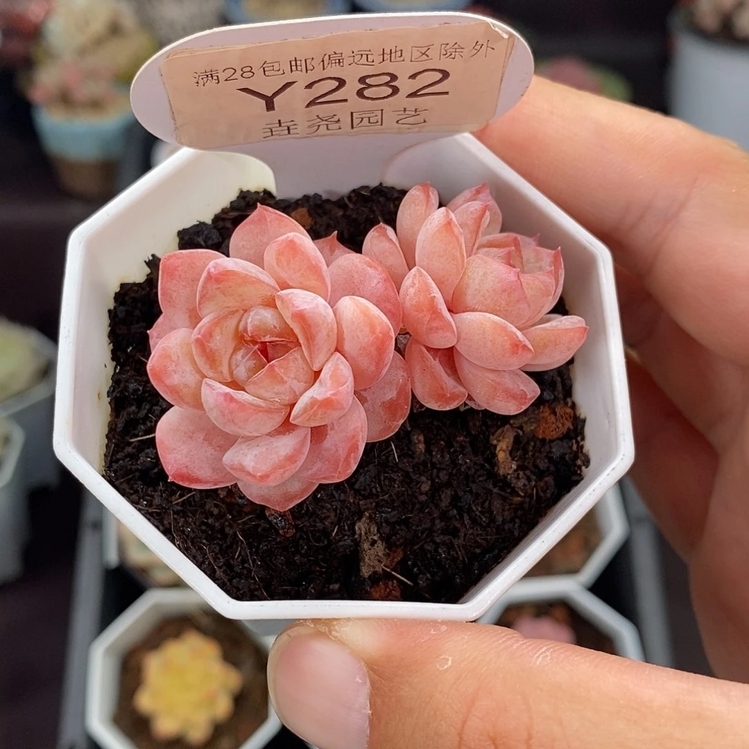 0282 冰葡萄 5cm