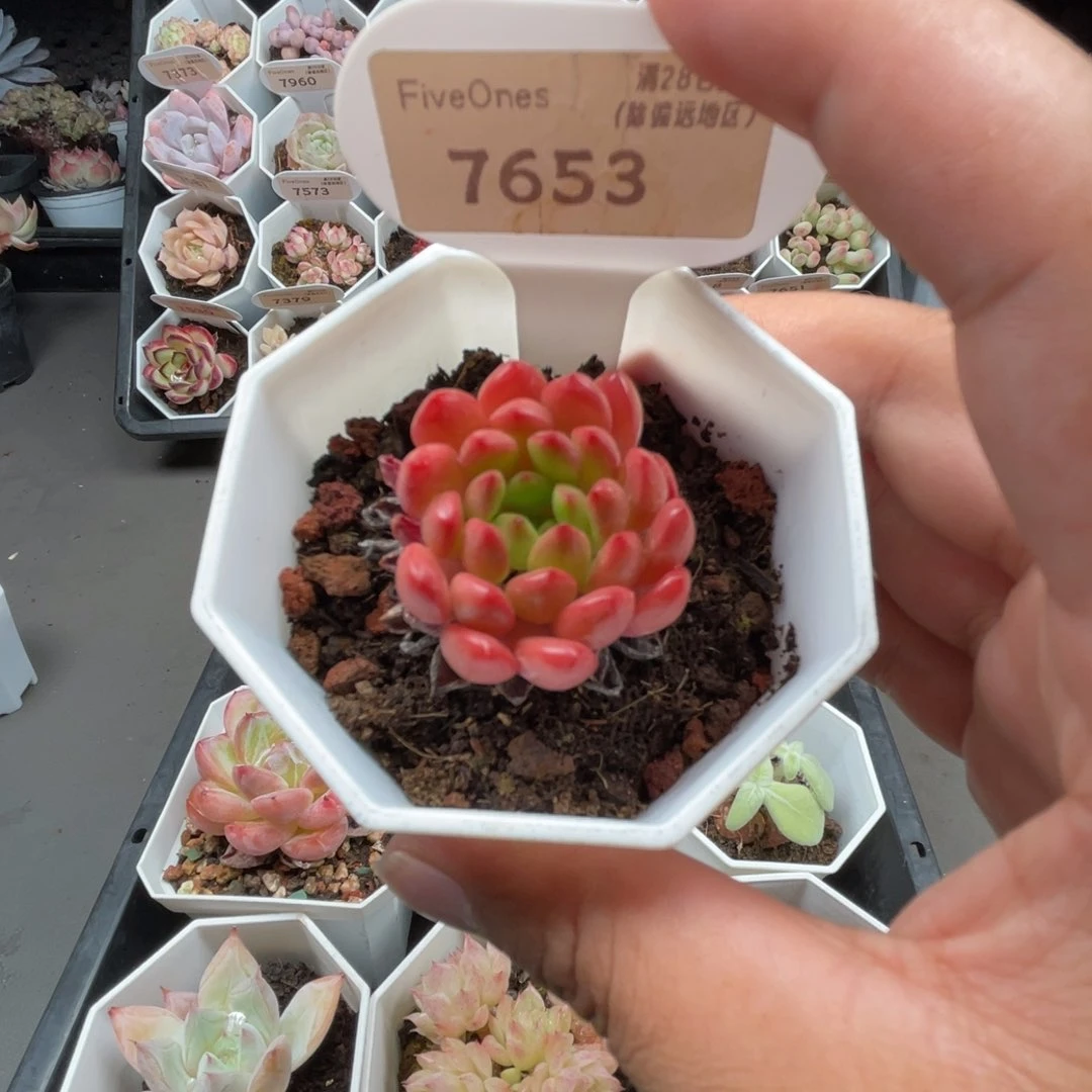 7653红宝石3.5厘米