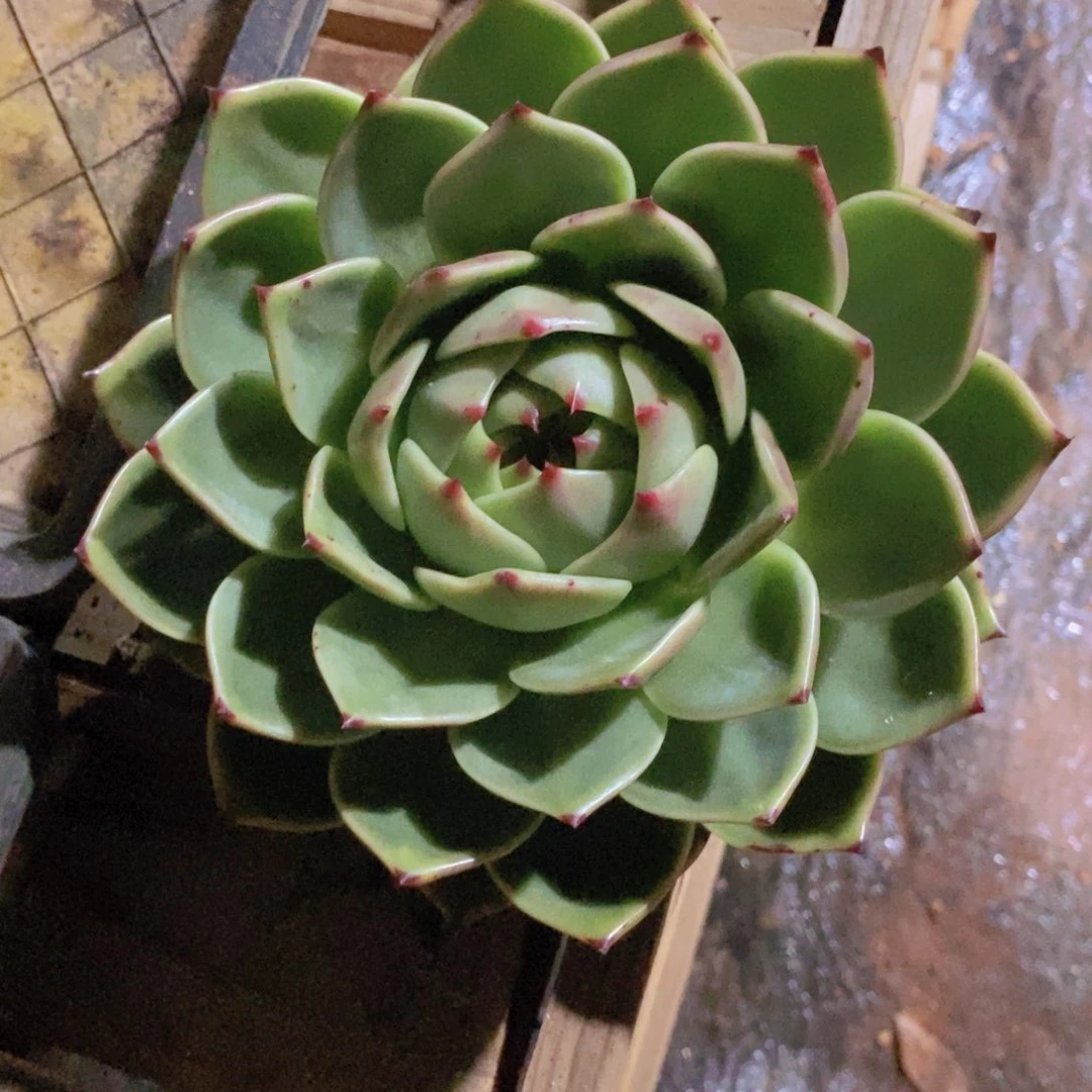 快***囚超级蓝龙大母本4