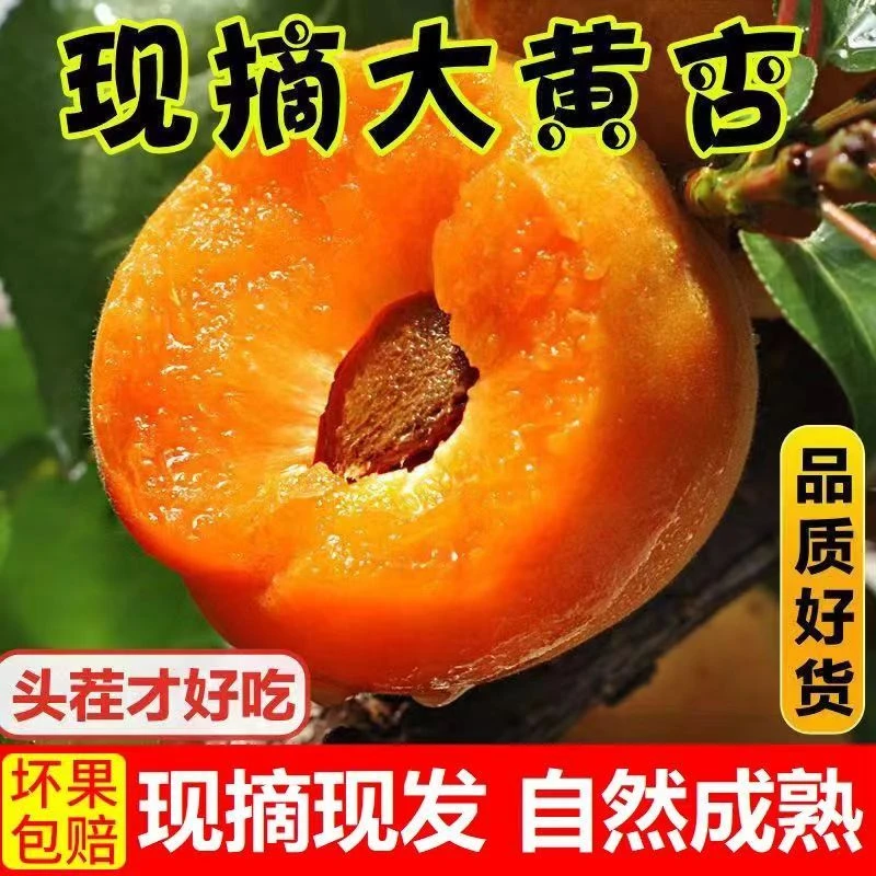 【大乐推荐】2025年当季新鲜大黄杏自然成熟酸甜杏子孕妇生鲜水果