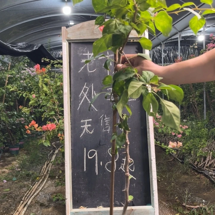 无花朵三角梅三角梅1885