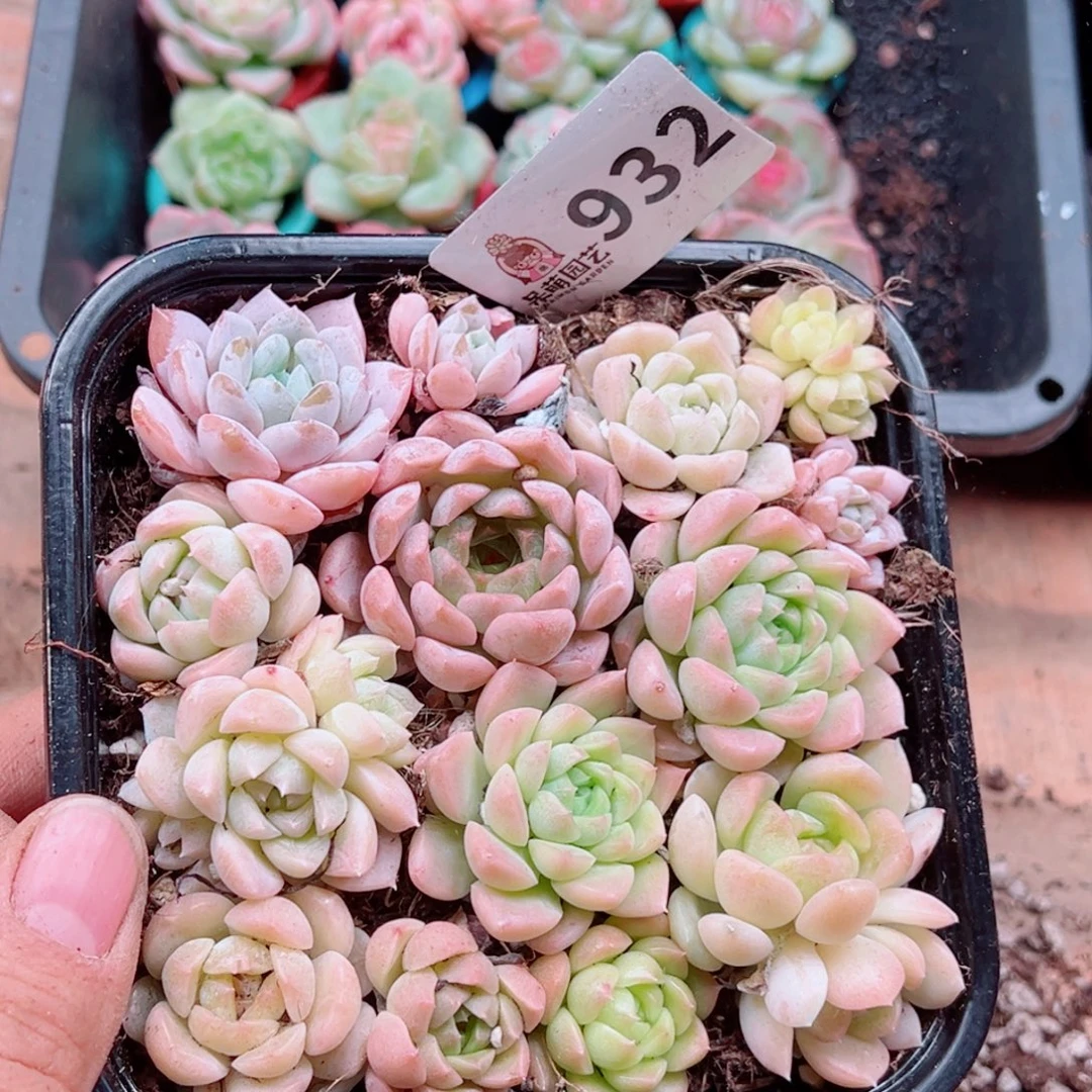 多肉植物多肉植物