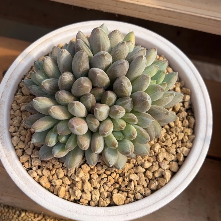 咖啡豆美人 夏鸣园艺