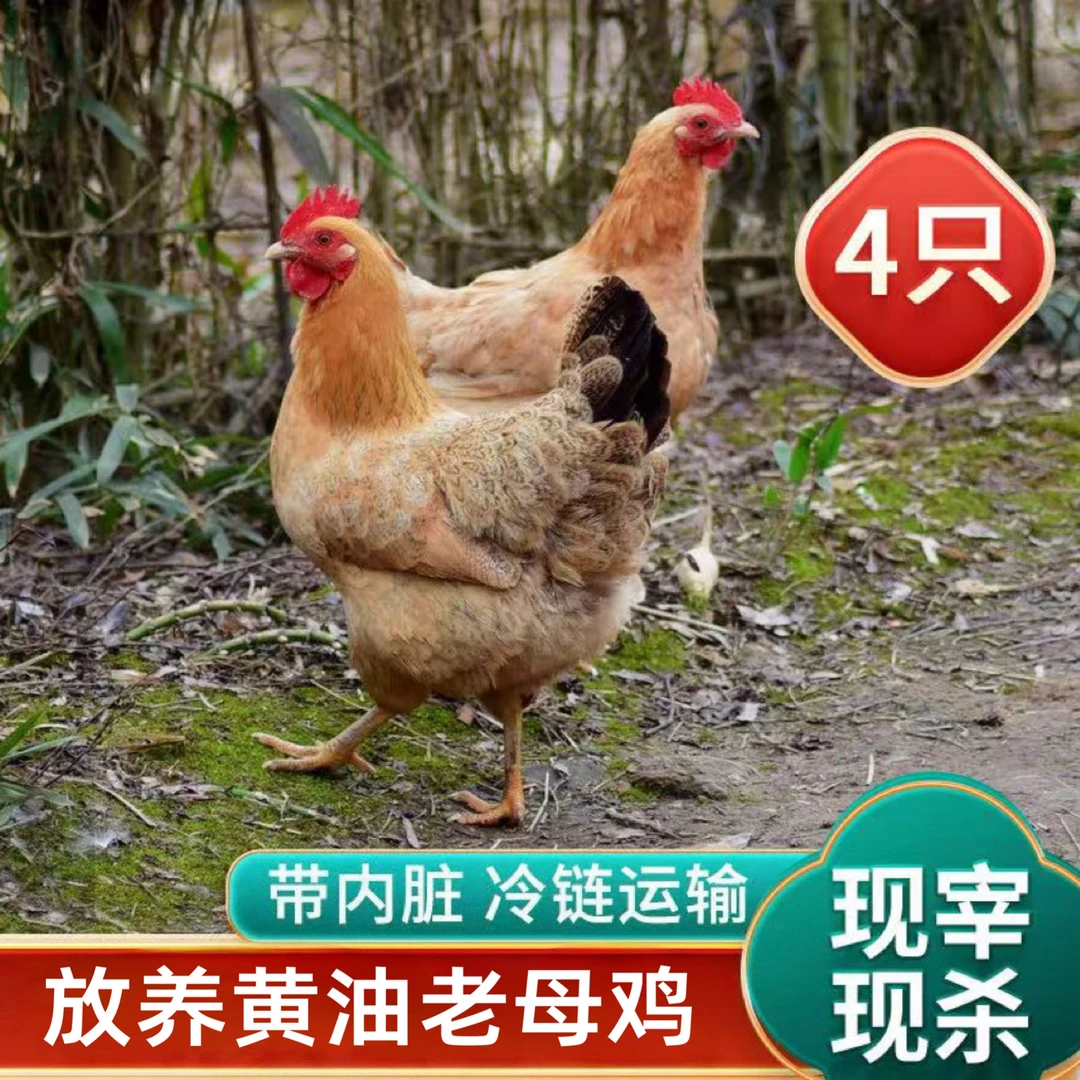 【胖丫*】买三送一农家放养2年黄油老母鸡 带内脏 共4只净重10斤