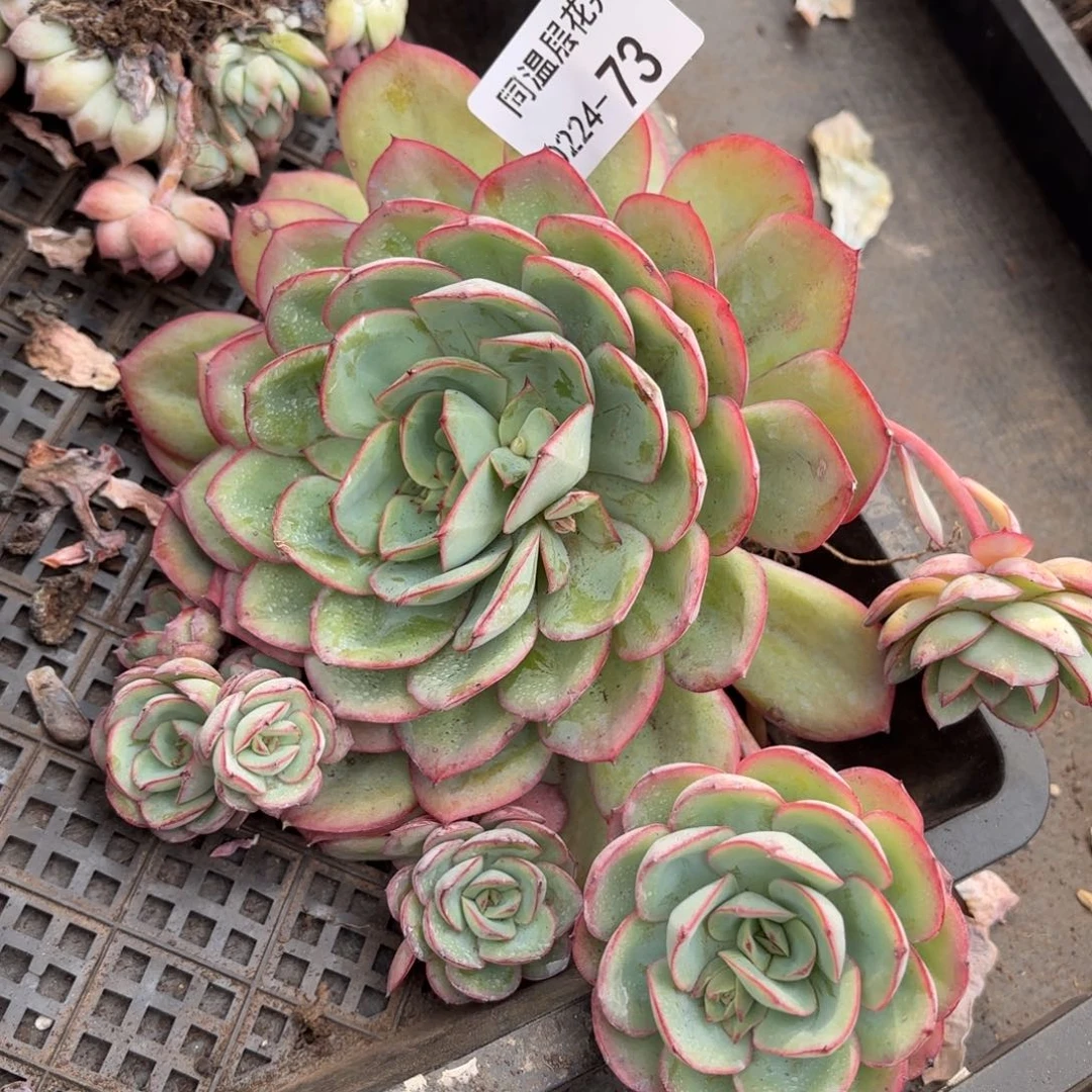 同温层多肉牡丹亭73