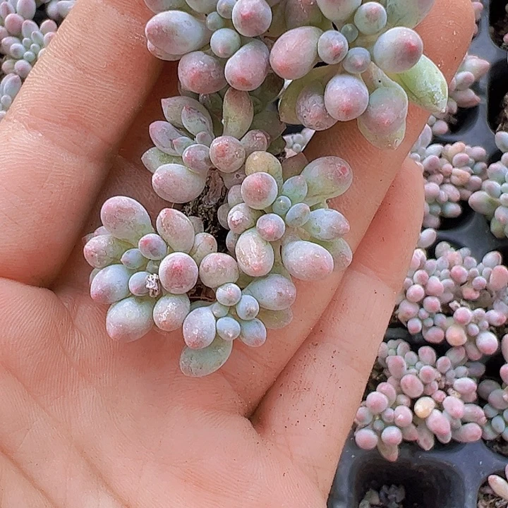 穴盘手指群3颗19包邮