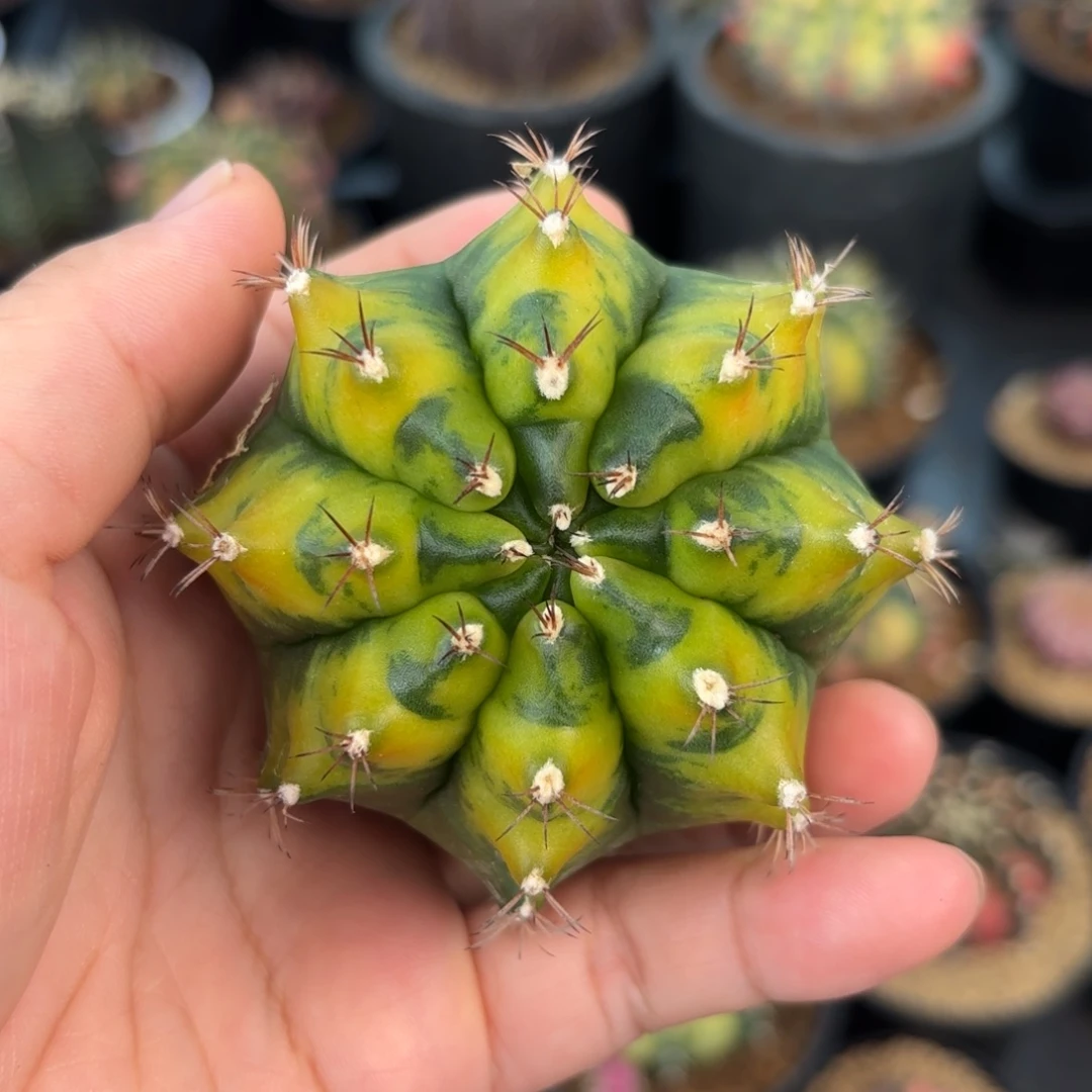 泰系米哈仙人球实生乌贼后代1