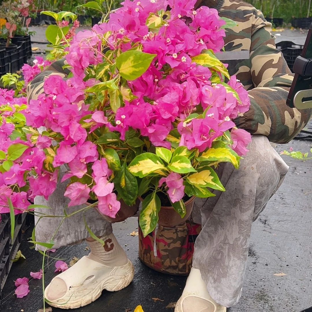 大部分花苞少量开放金心双色掌中宝一棵