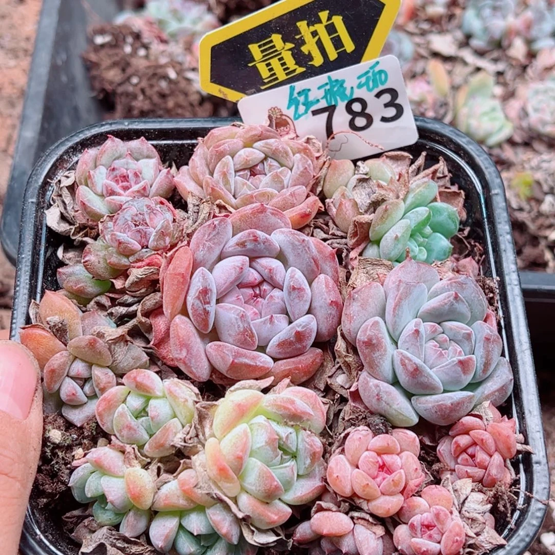 多肉植物多肉植物