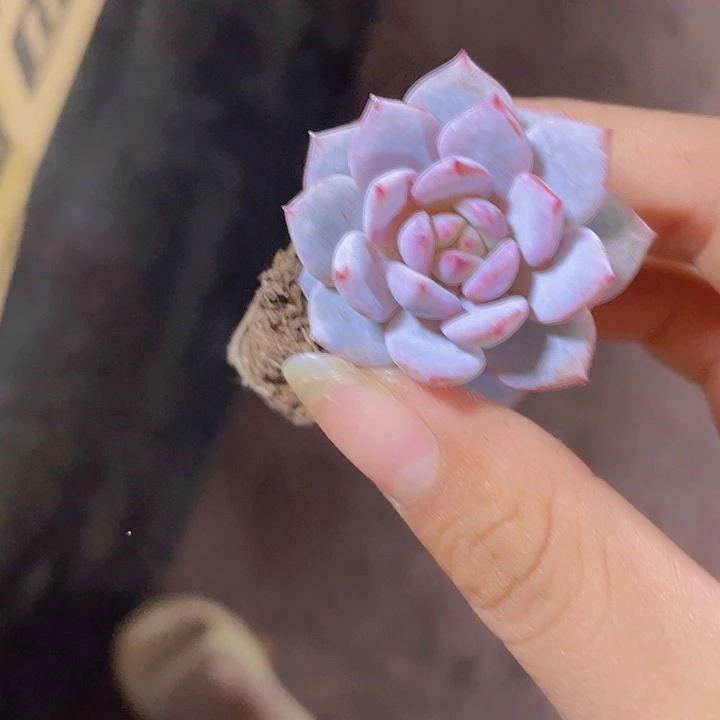 21精品玉芙蓉2颗一组