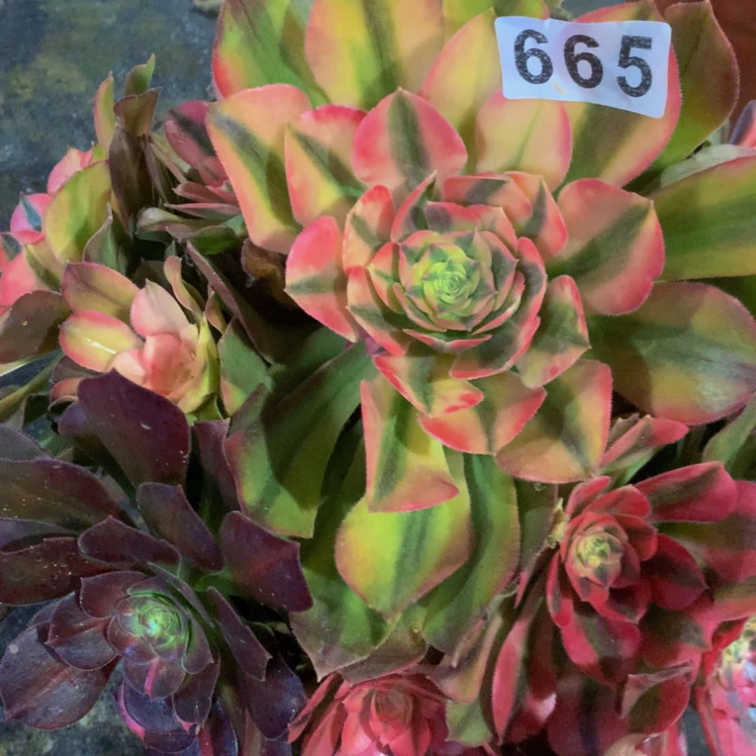 【闪购商品】665红秀多肉