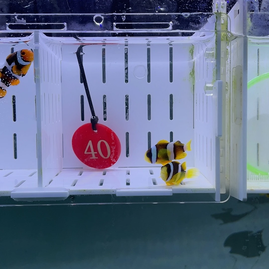 海水鱼人工金双待3-4厘米