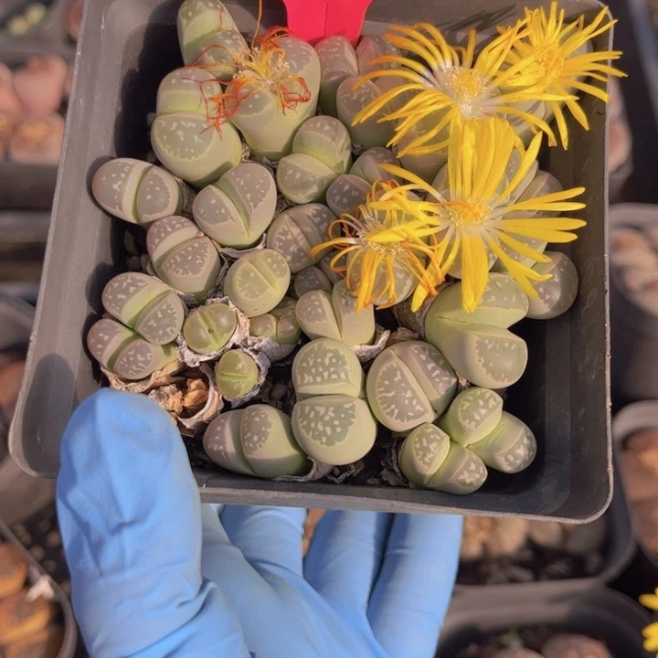 417号88888888888888