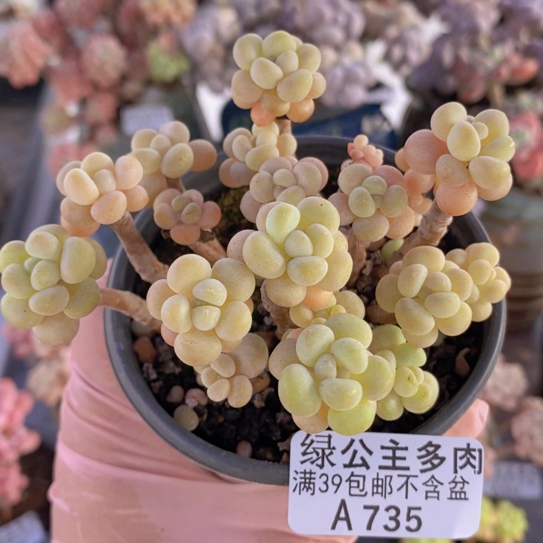 花朵鱼子酱老桩8cm735多肉植物