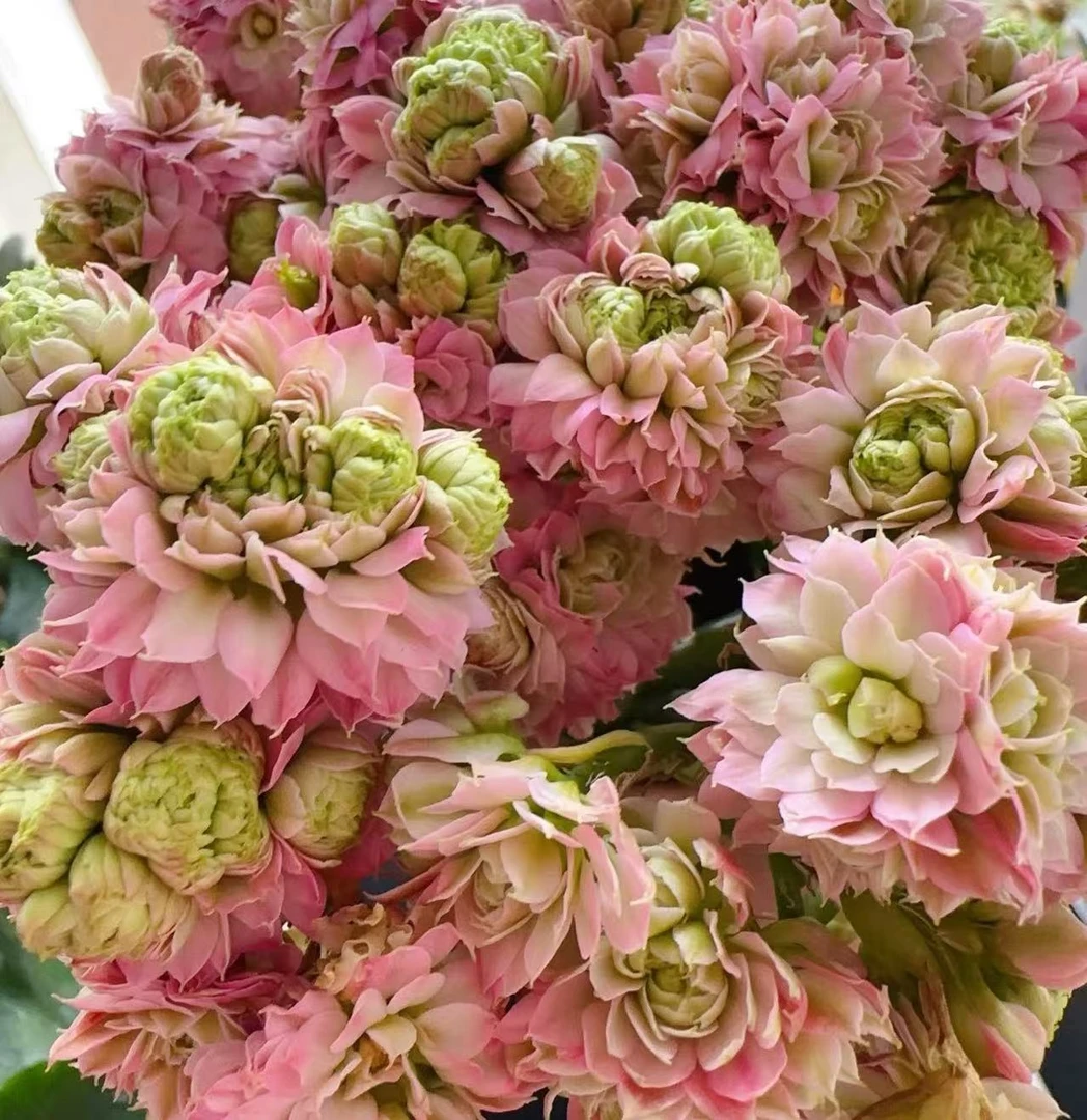 【李先生】（巨星）重瓣长寿花室内绿植大花盆栽四季开花植物