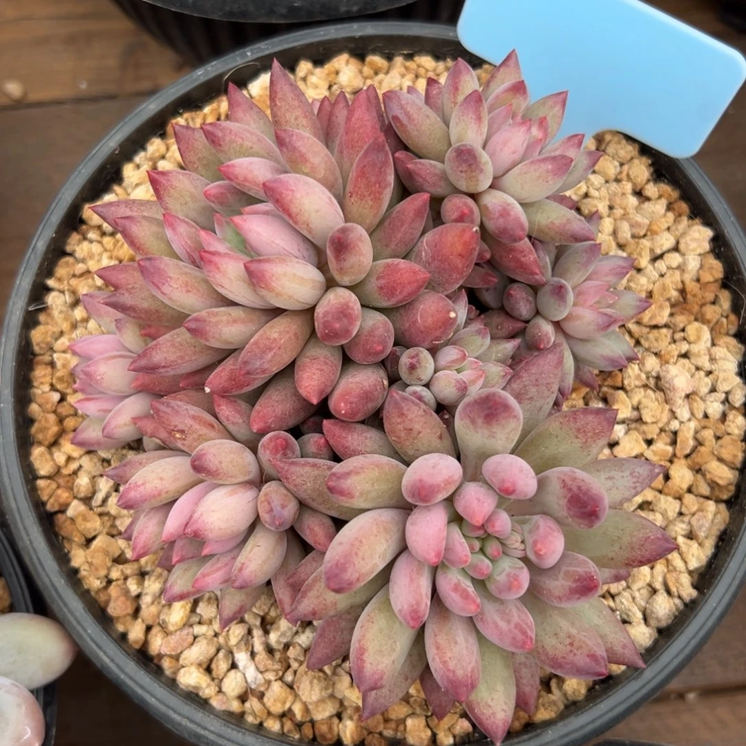 虞美人11111111111111