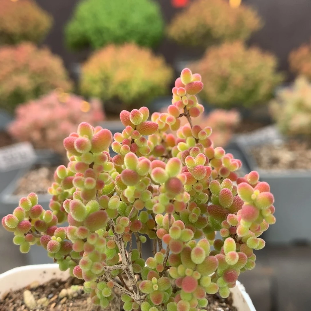 c031蜜橘糖球枝干番杏