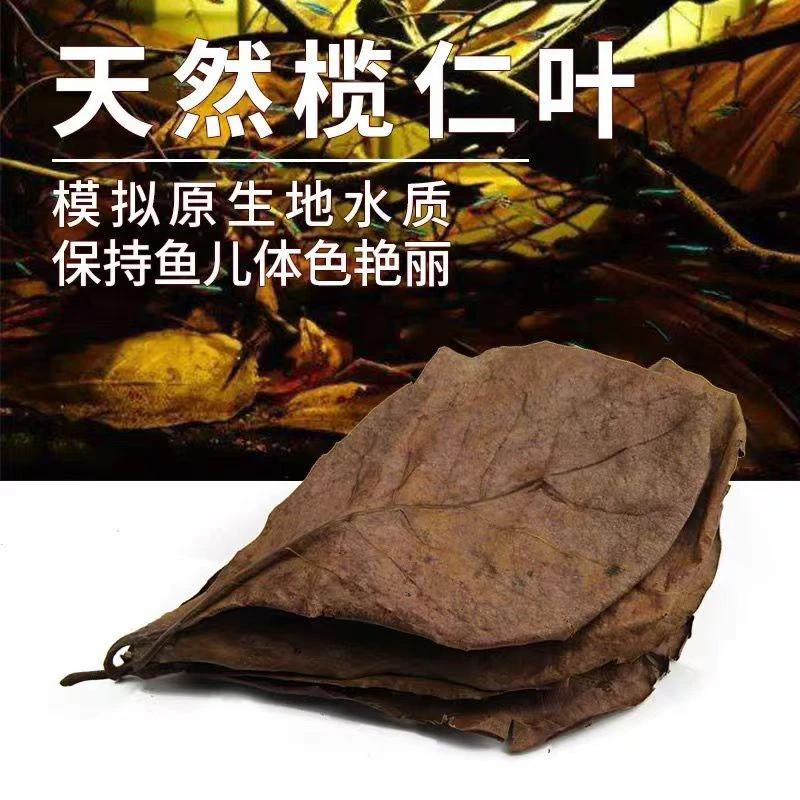 天然榄仁叶降低水质PH值