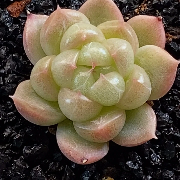 天官赐福百无禁忌