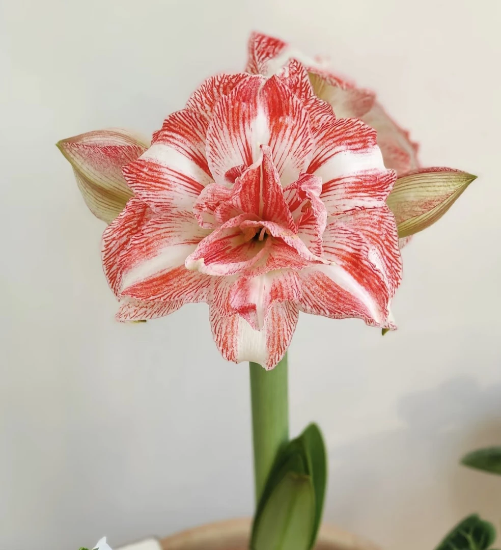 朱顶红【璀璨）重瓣朱顶红新手入门好养阳台