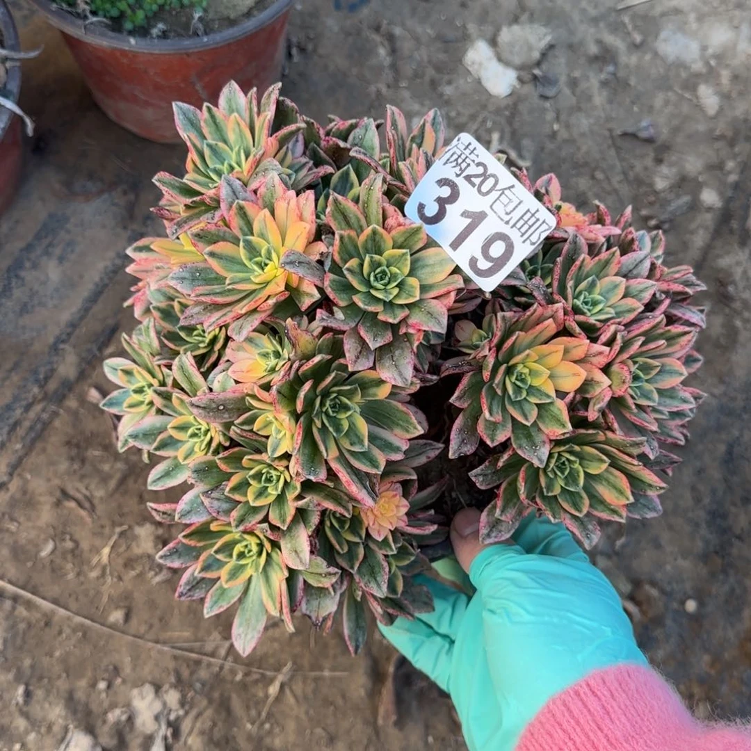 甜茶多肉319满20包邮断枝不包