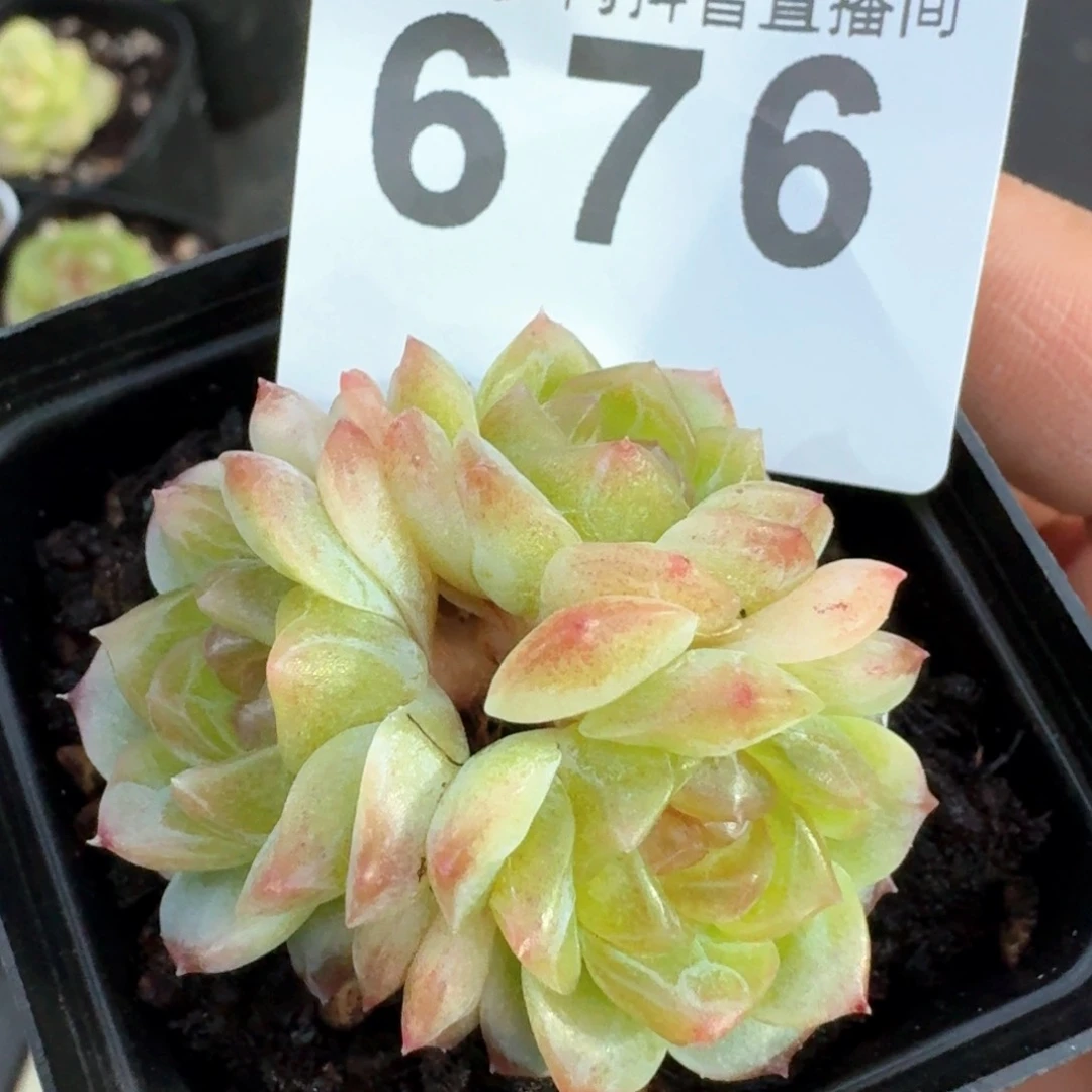 无尽灯         多肉植物