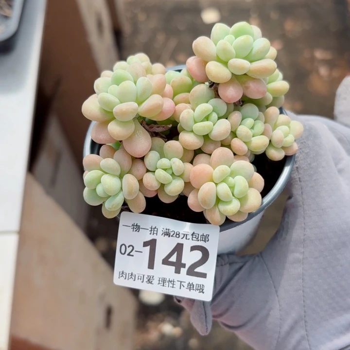 洛可可无盆土发货多肉