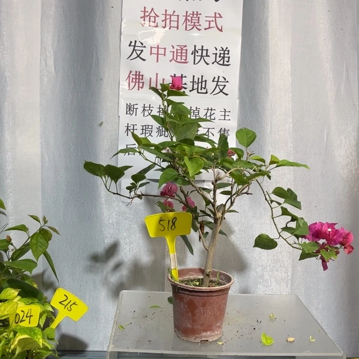 当前无花栽培后可以开花518巴特夫人