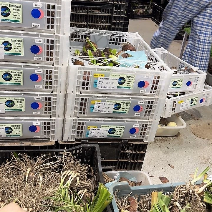 蛟龙7公分左右进口球刀伤球