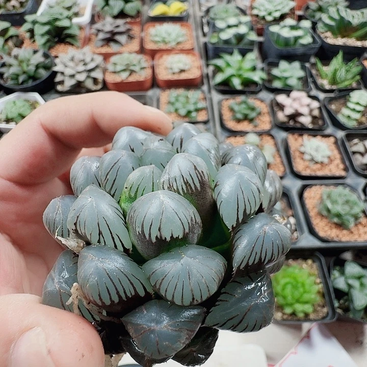 十二卷孔明灯玉露福利