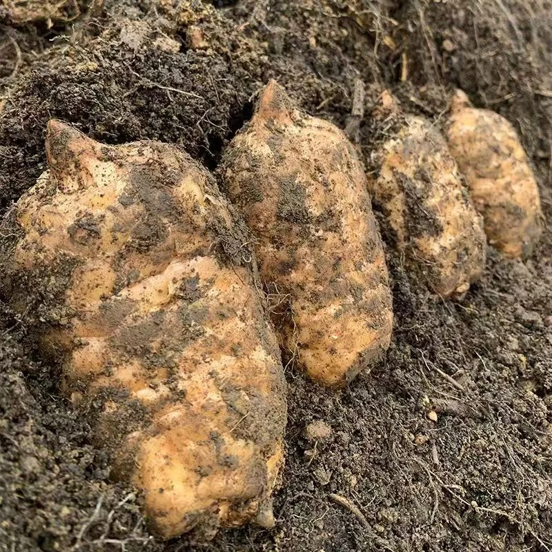 云南高山小草坝新鲜天麻野生长产地直发可炖鸡煲汤