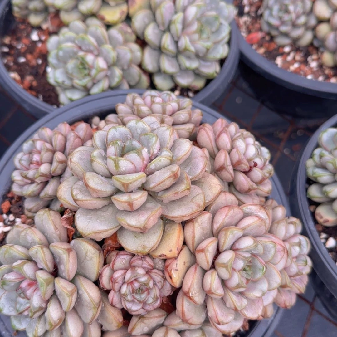 【闪购商品】大群葡萄88