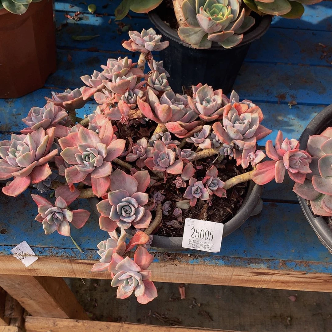 煥***彩虹糖锦25005。