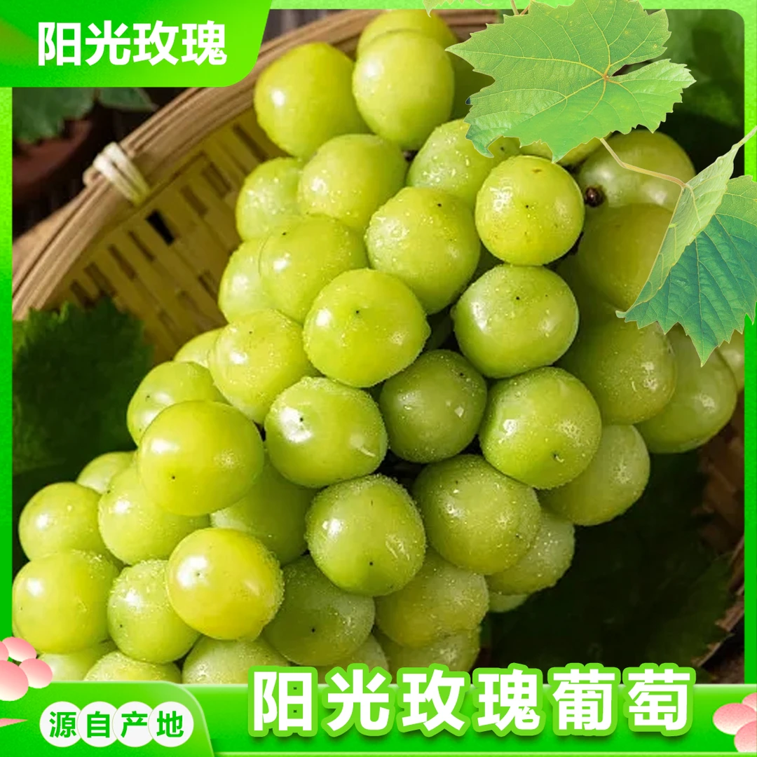 【阳光玫瑰】当季夏季阳光玫瑰晴王新鲜整串水果采摘现摘现发