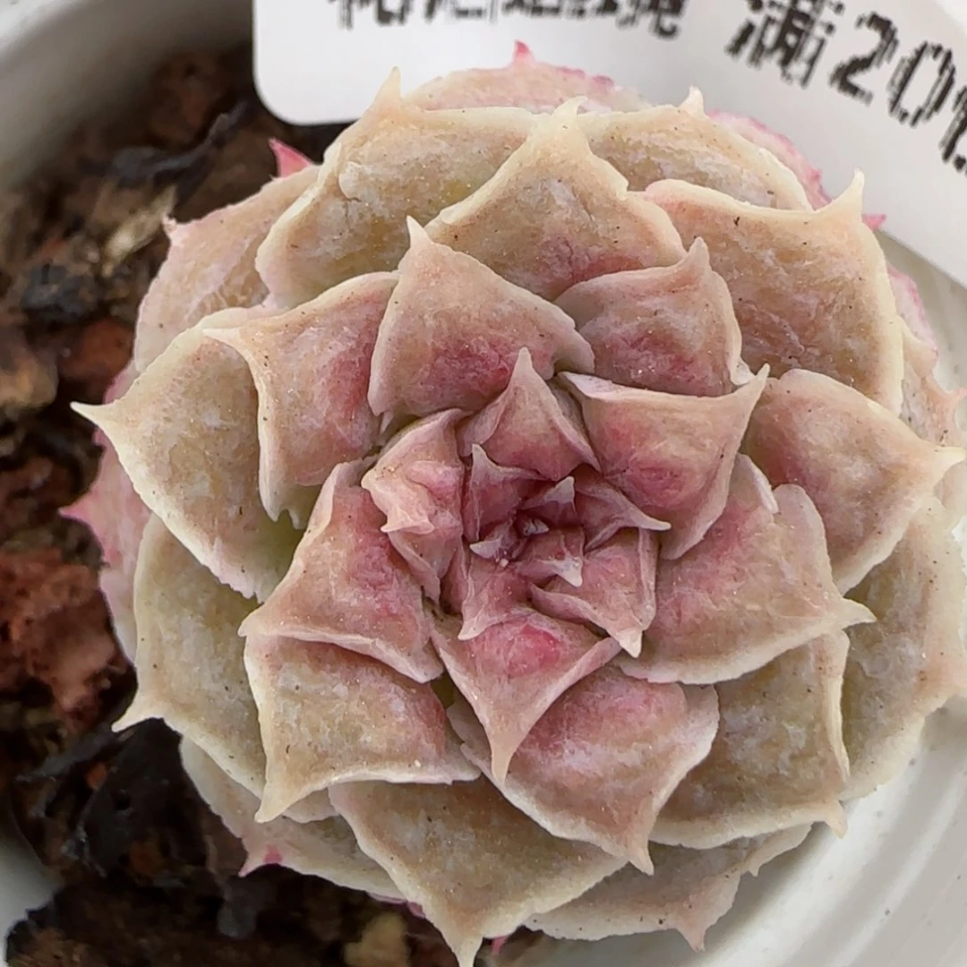 花语逸镜0207-303