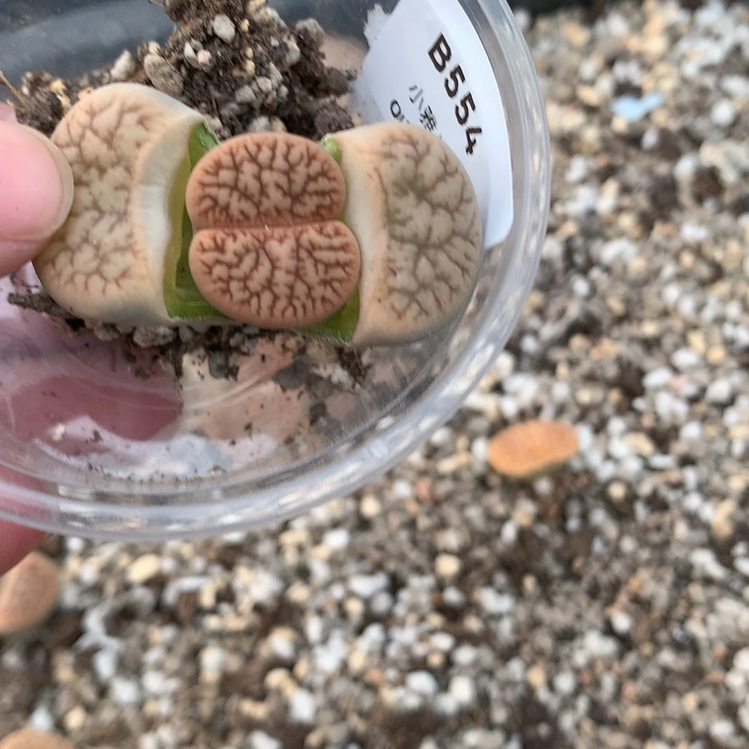 快****坊B554多肉植物保护