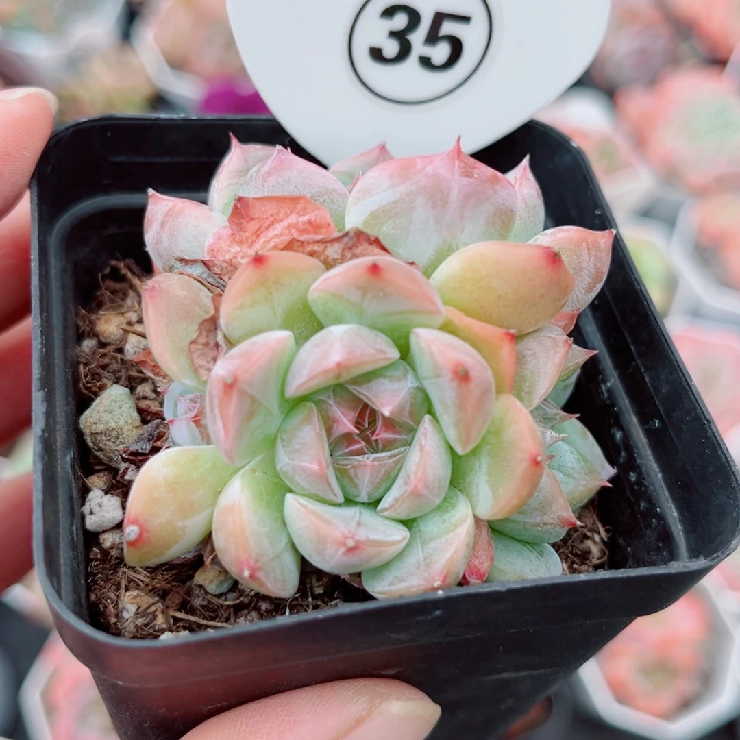 35号小老桩珍妮群