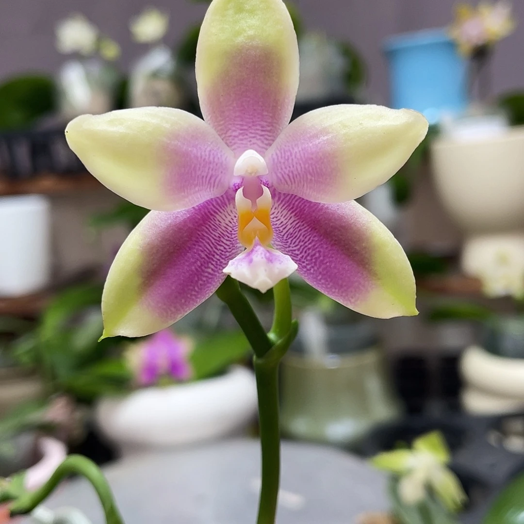 完全开放128叶瑕花期不保